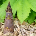Verdois Jardinage paillage permaculture balcon en pratique
